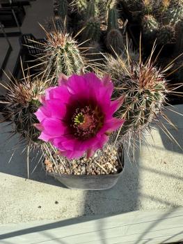 Echinocereus fendleri